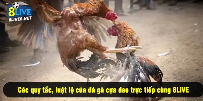 Các quy tắc, luật lệ của đá gà cựa dao trực tiếp cùng 8LIVE