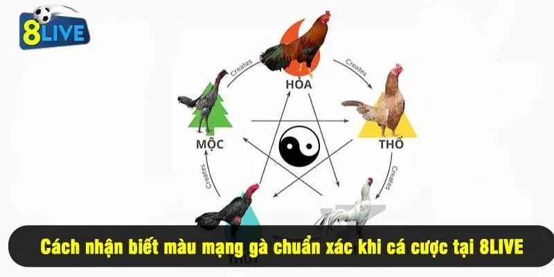Cách nhận biết màu mạng gà chuẩn xác khi cá cược tại 8LIVE