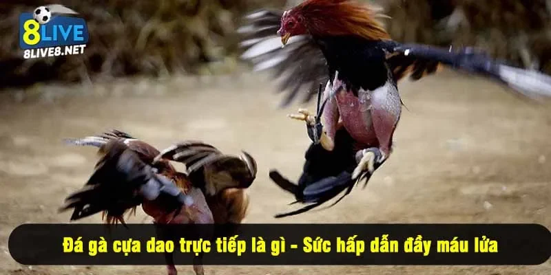 Đá gà cựa dao trực tiếp là gì - Sức hấp dẫn đầy máu lửa