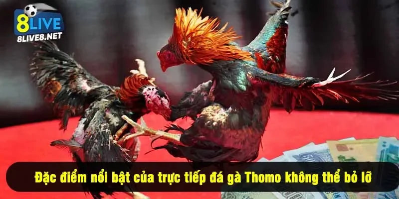 Đặc điểm nổi bật của trực tiếp đá gà Thomo không thể bỏ lỡ