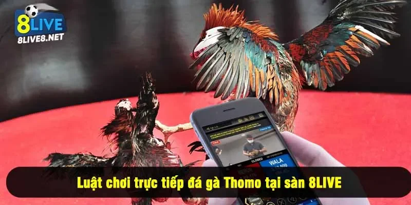 Luật chơi trực tiếp đá gà Thomo tại sàn 8LIVE