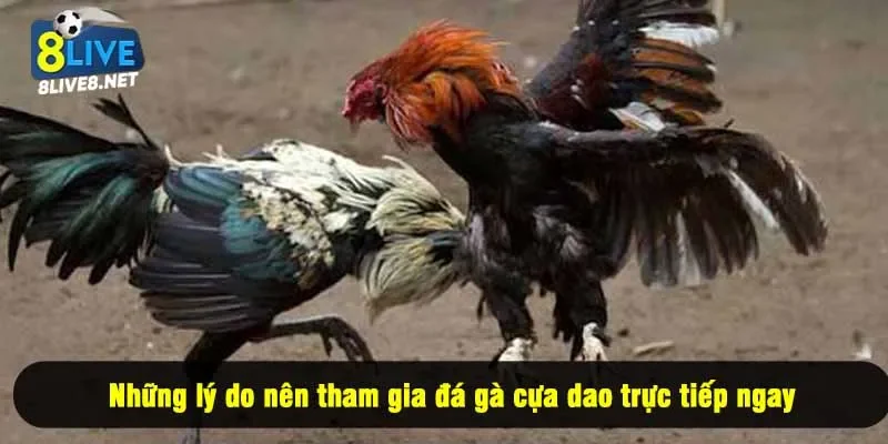 Những lý do nên tham gia đá gà cựa dao trực tiếp ngay