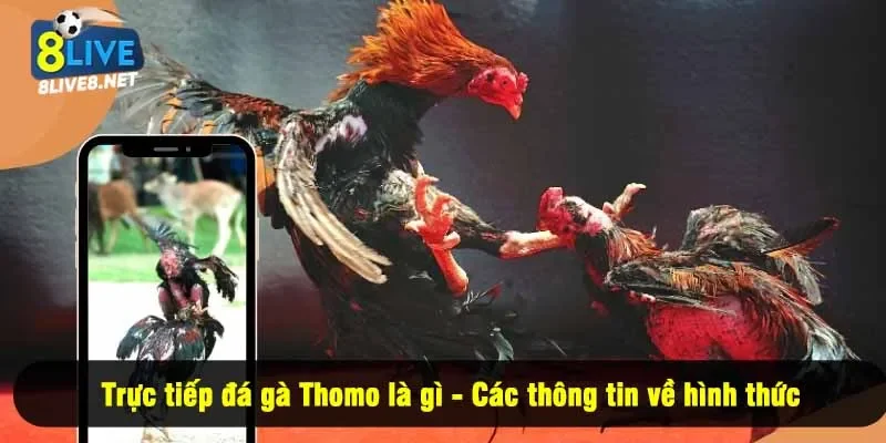 Trực tiếp đá gà Thomo là gì - Các thông tin về hình thức
